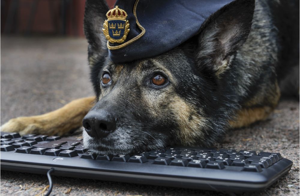 En hund med polismössa med huvudet på ett tangentbord.